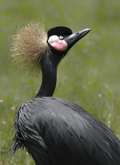 Crowned Crane Portrait