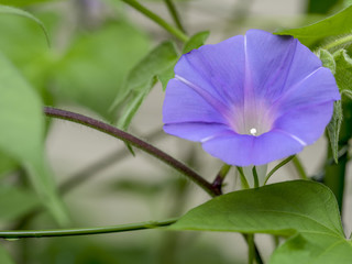 Fototapeta na wymiar 紫のアサガオ