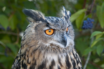 Eagle Owl