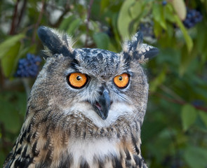 Eagle Owl