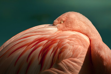 Flamingo with beak buried in its feathers