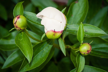 Obraz premium WHite Peony Buds begining to open
