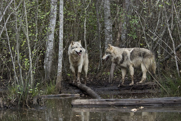Two gray wolves by a lake