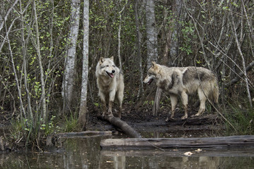 Fototapeta premium Two gray wolves by a lake