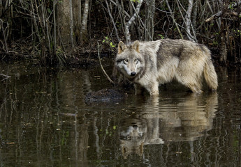 Obraz na płótnie Canvas Gray wolf in pond