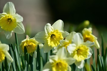 満開のスイセン