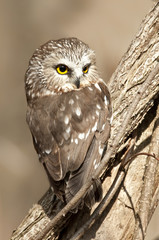 Saw-whet Owl