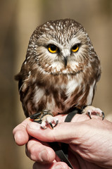 Saw-whet owl tethered and sitting on handler's hand