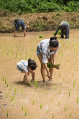 Mother and daughter are helping each other manage their seedlings. To grow rice fields.