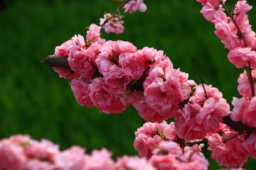 Blooming cherry blossom