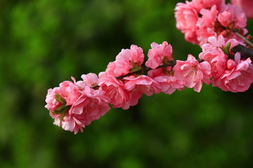 Blooming cherry blossom