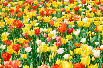 Fototapeta premium チューリップ畑