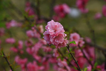 Blooming cherry blossom