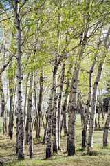 Grove of poplar Trees in the spring; fresh green leaves on a forest of poplar trees