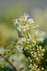Japanese privet flowers