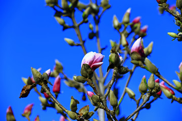 Magnolia flower blooming