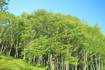 田沢湖高原　ブナ林