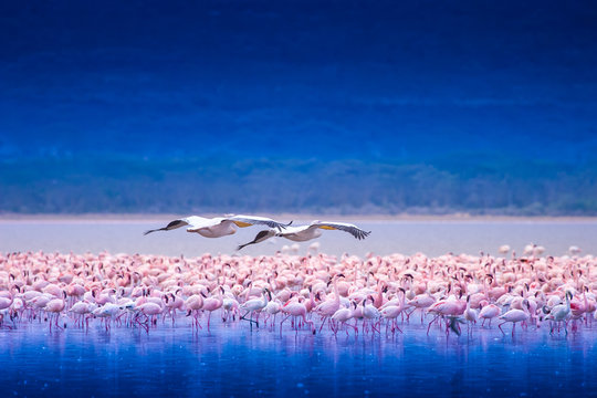Fototapeta Africa. Kenya. Lake Nakuru. Flamingo. Flock of flamingos. The nature of Kenya. Birds of Africa.