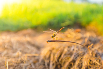 Dragonfly in the garden