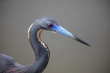 Macro of a Tricolored Heron, wetlands