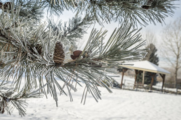 Frost-covered pine tree in a park with a gazebo in winter