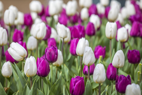 Flowers In Everland, South Korea