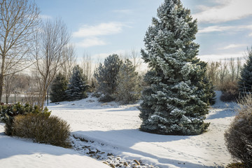 Park with snow-covered trees in winter
