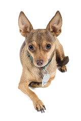 Chihuahua dog isolated against a white background