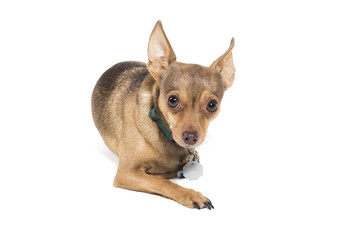 Curious chihuahua dog looking at camera isolated against a white background