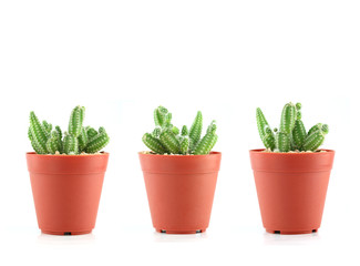 fresh green cactus in a plastic flower pots of Collection set.