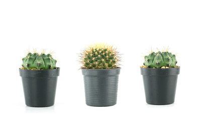 fresh green cactus in a plastic flower pots of Collection set.