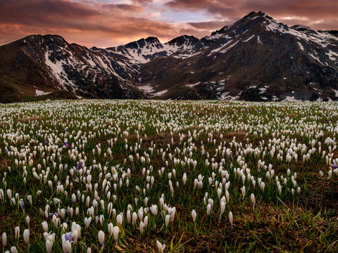 Panorama al tramonto in alta quota, con prati di crochi fioriti