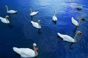 Swans in Geneve Geneva of Switzerland Swiss