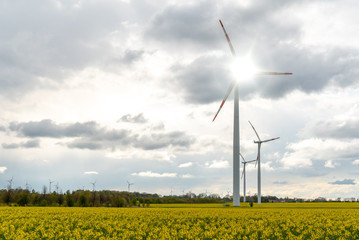 Windmills on the colza field