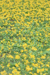Yellow flowers bloom of yellow trumpet tree or Paraguayan trumpet tree on green lawn.