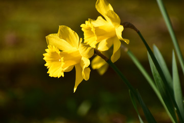 朝日が当たる水仙のアップ