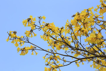 Yellow flowers bloom of yellow trumpet tree or Paraguayan trumpet tree in the tropics garden on blue sky background.