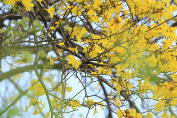 Yellow trumpet tree or tree of gold and in tropical countries called paraguayan yellow trumpet tree Blossoming.