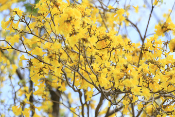Yellow trumpet tree or tree of gold and in tropical countries called paraguayan yellow trumpet tree Blossoming.