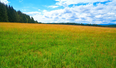 Green meadow in Harz forest of Germany