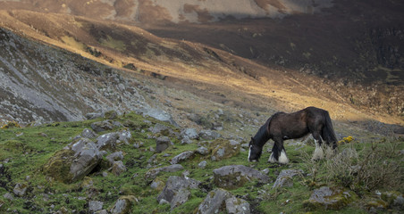 Kerry Horses