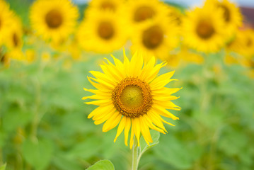 sunflower , field of sunflower it's look beautiful in the morning at bangkea thaoland.