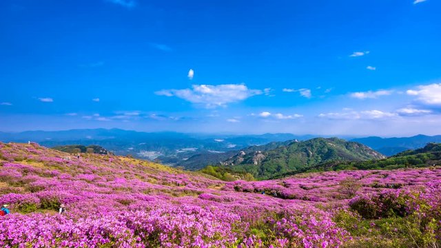 Hwangmaesan Royal Azalea Festival, Time lapse.