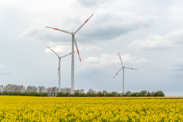 Windmills on the colza field