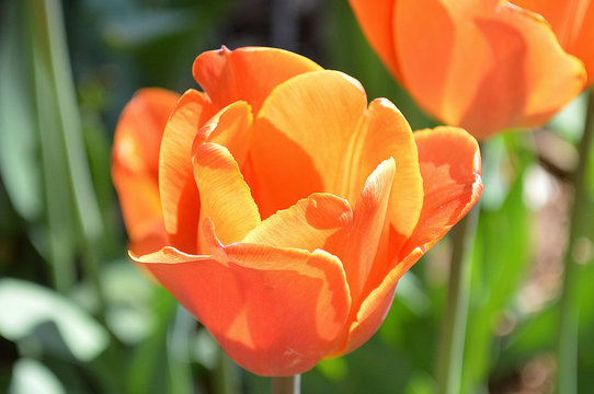 Fancy Tulip Close Up