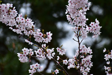 満開の桜にシジュウカラ