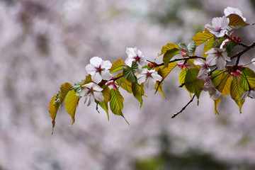 エゾヤマザクラの花と葉