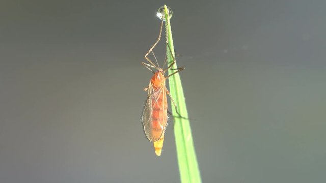 Mosquito sits in green grass, Insect close-up