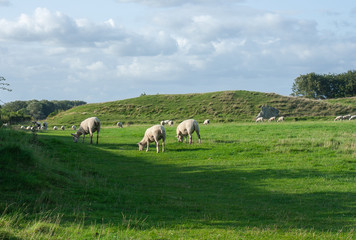 Fototapeta premium Field of sheep