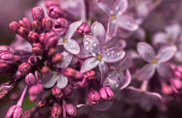 Fototapeta na wymiar Flowers - Lilac Bush In The Rain